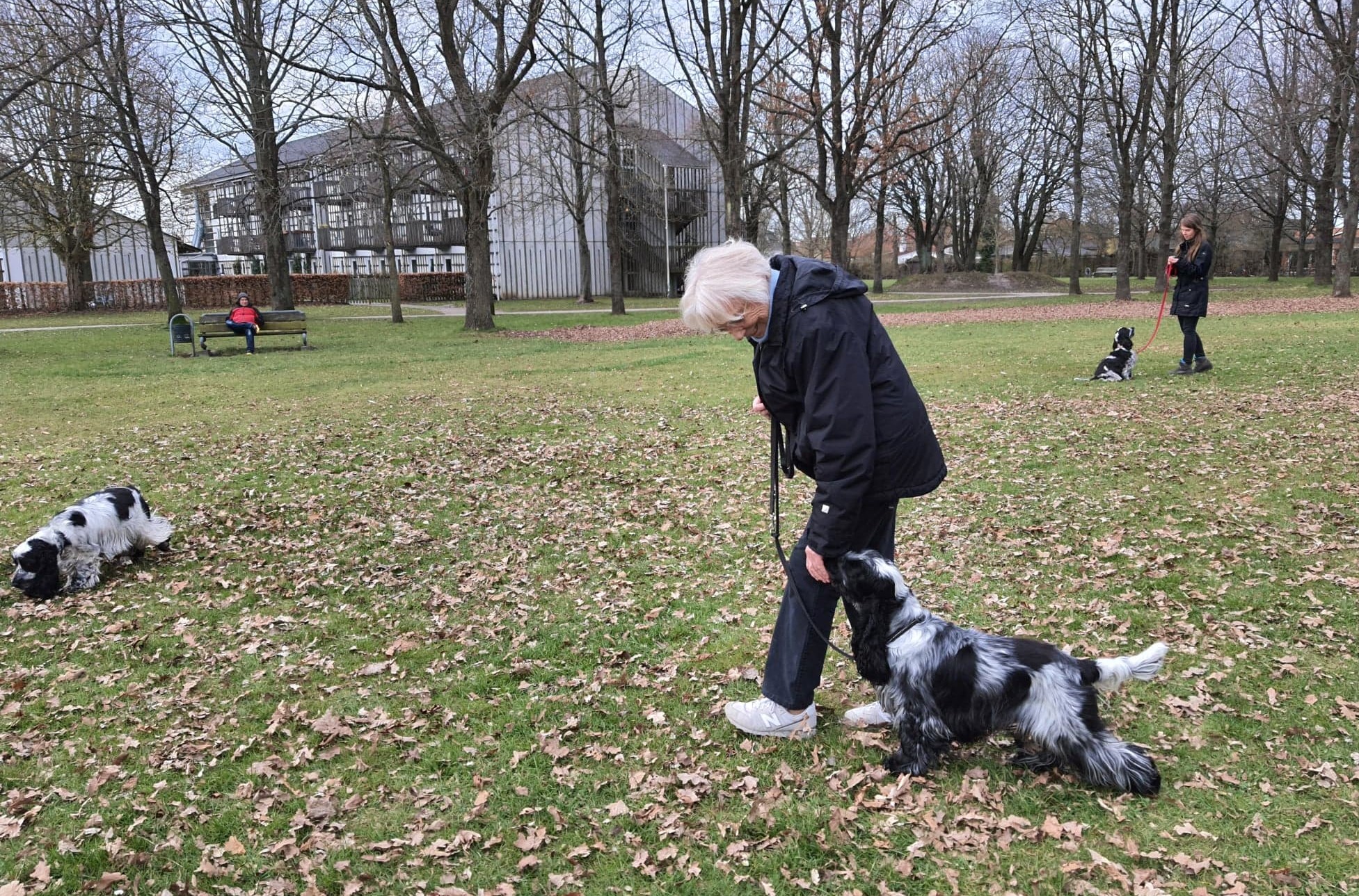 hundetræning amager hvalpetræning hund træning københavn